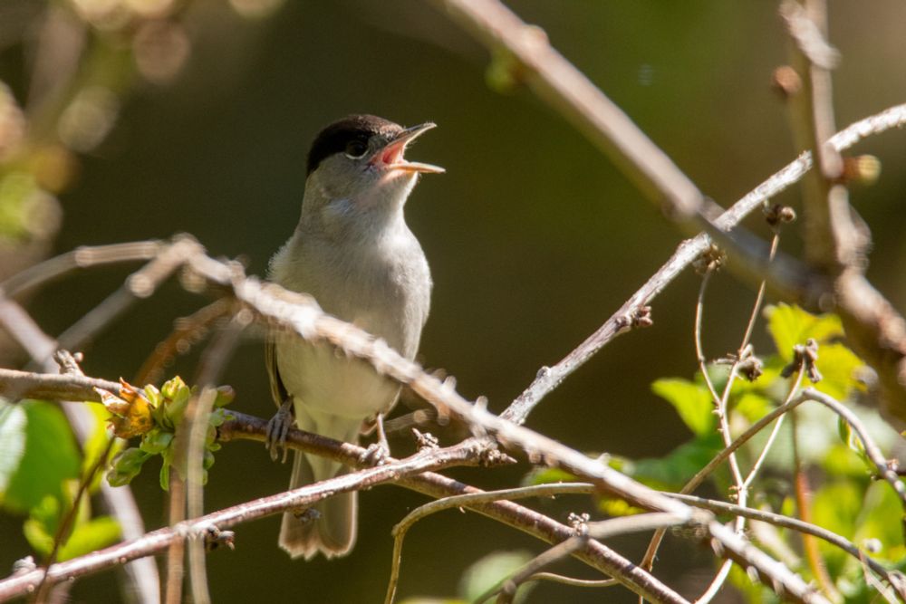 A male blackcap singing from the top of some bushes.