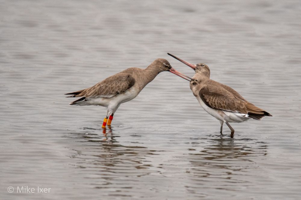 Black-Tailed Godwits Fighting