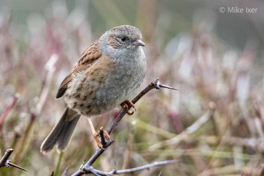 Dunnock