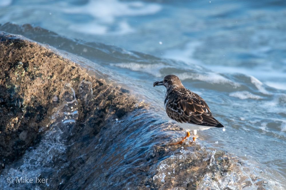 Ruddy turnstone on a rock with water washing around its legs.