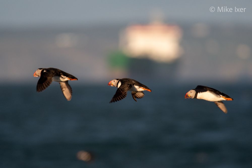 Three puffins flying in a row over the sea lit by golden hour sunshine.