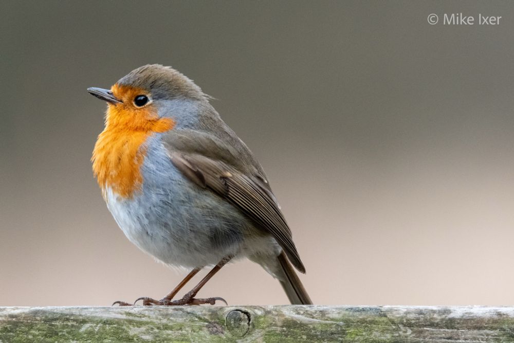 Eurasian Robin