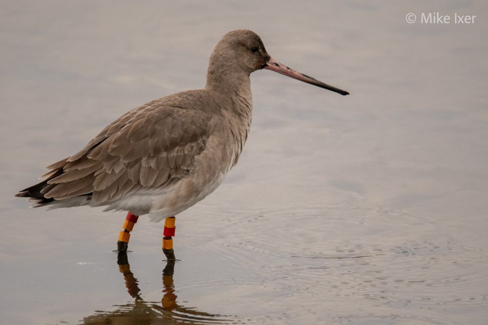 Black-Tailed Godwit with colour rings