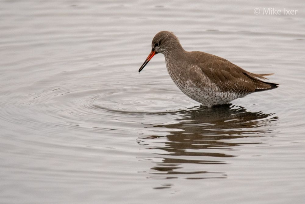Common Redshank