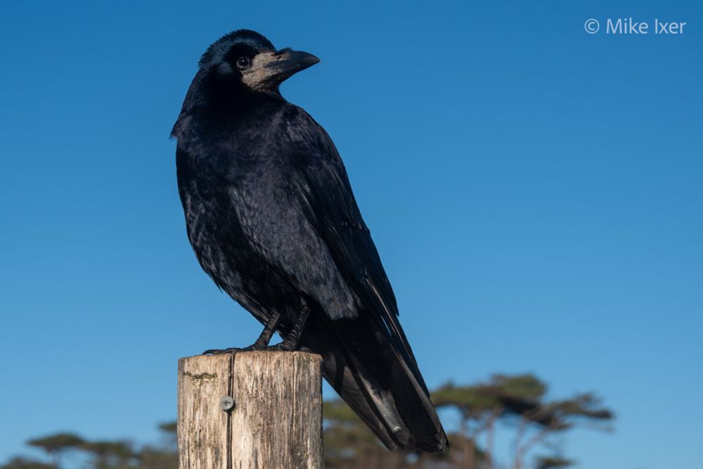 Rook
