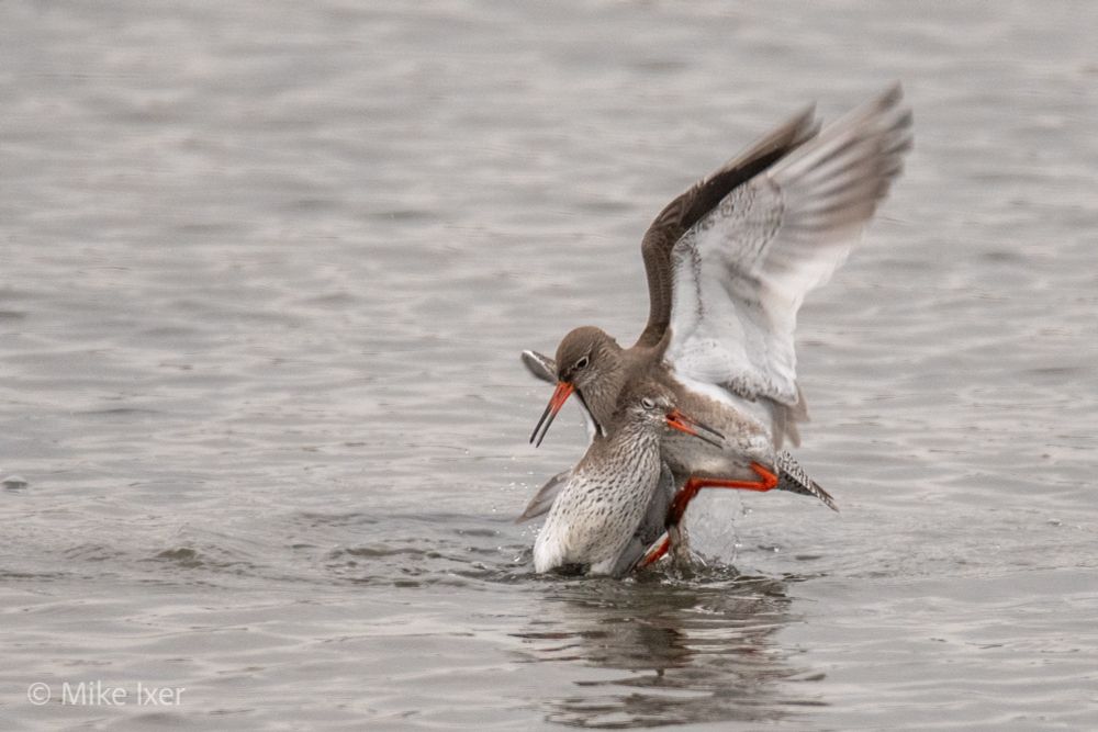 Redshanks fighting.