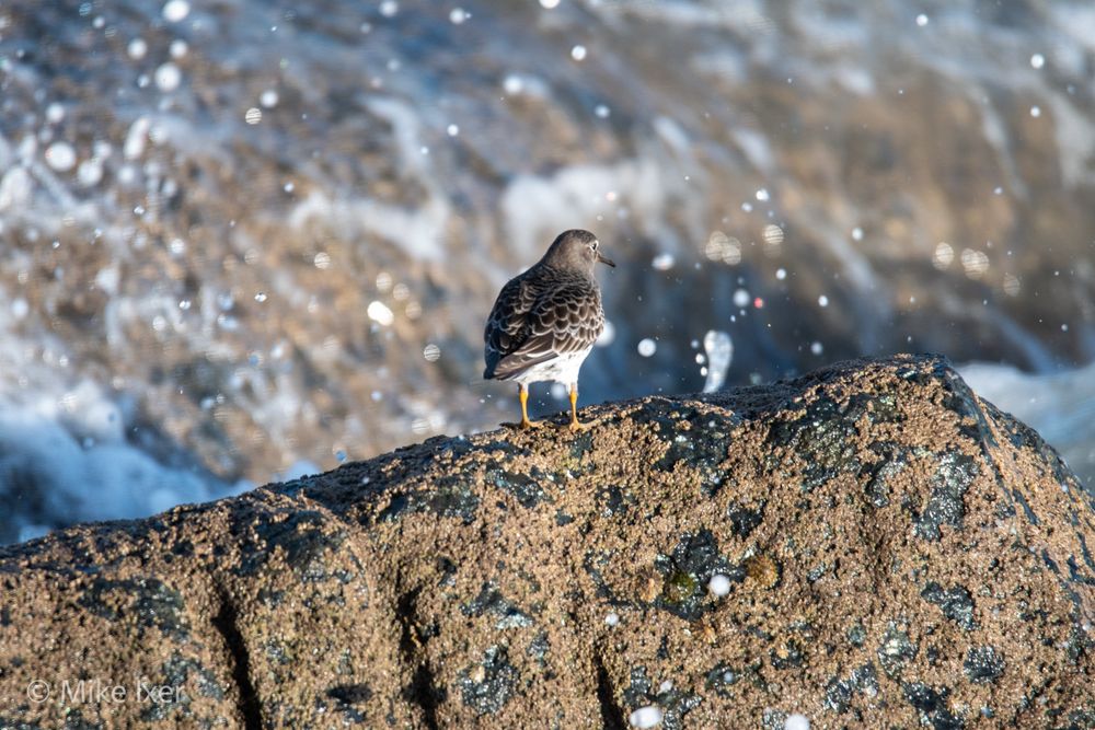 Purple sandpiper on rock in front of crashing waves.