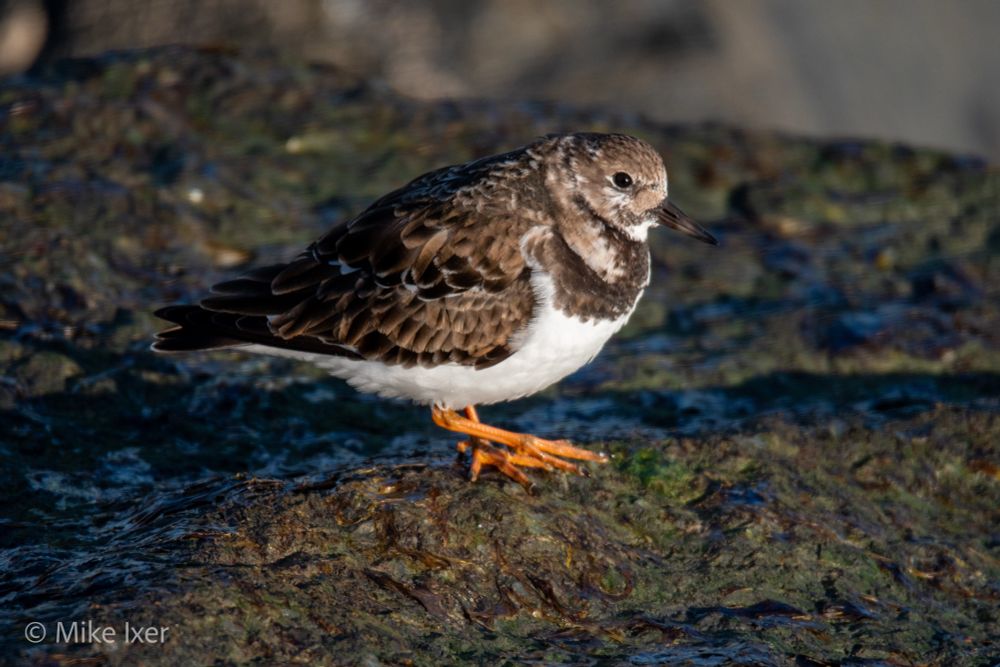 Ruddy turnstone on rocks.