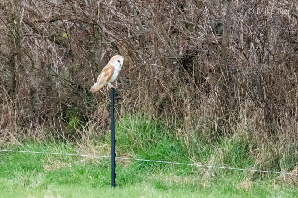 Distant Barn Owl