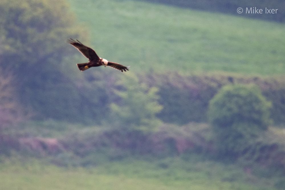 A female marsh harrier with a brown body and cream cap flying over a seedbed searching for food.