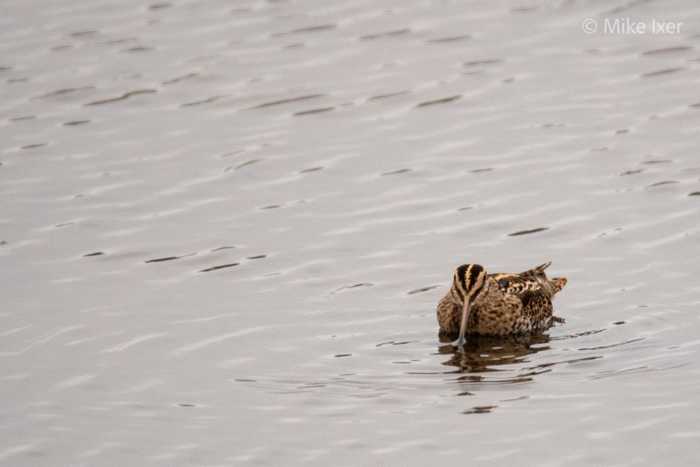 Common Snipe