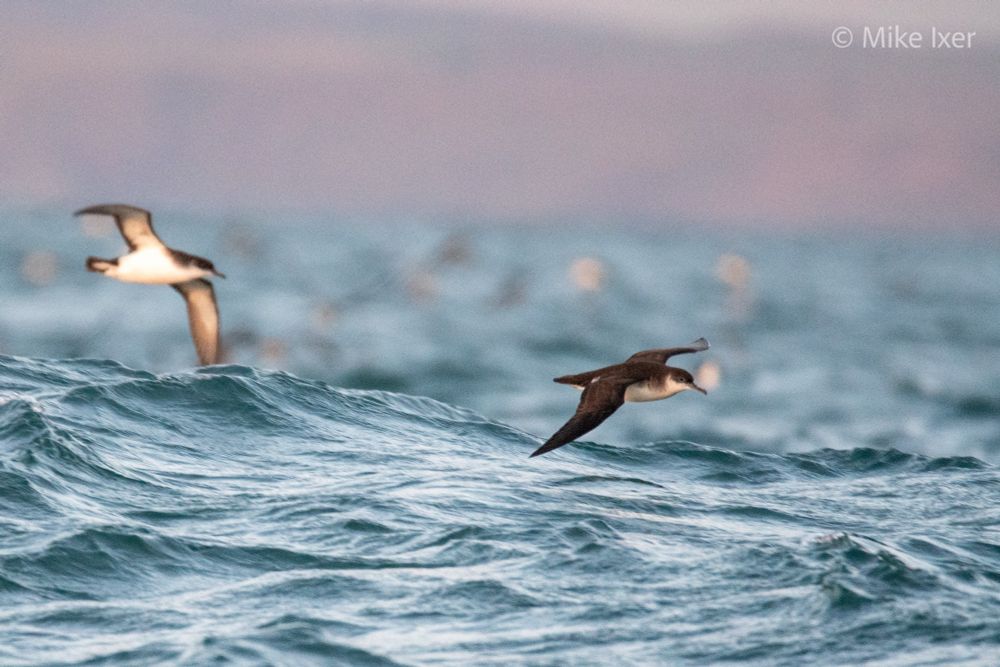 Two Manx shearwaters flying low over the waves.