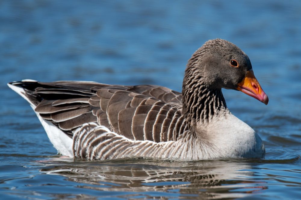 A greylag goose on the water’s edge that’s reflecting the blue sky above.