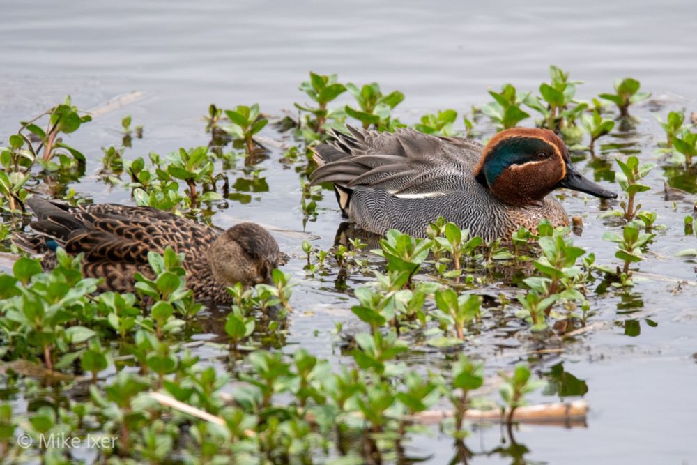 Male and female teal. The male is looking very smart in his full breeding plumage.