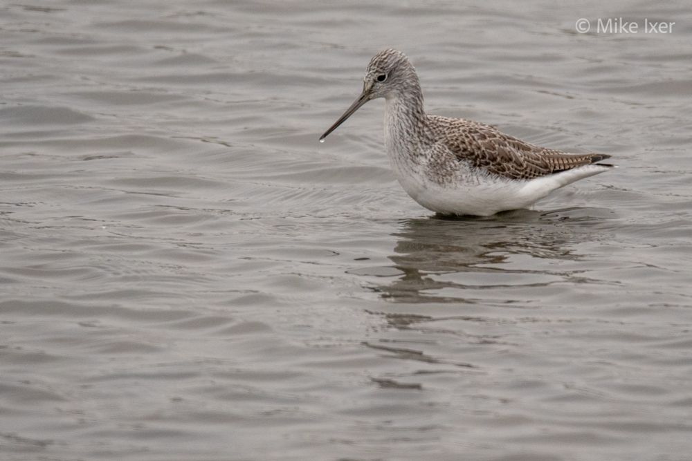 Common Greenshank 