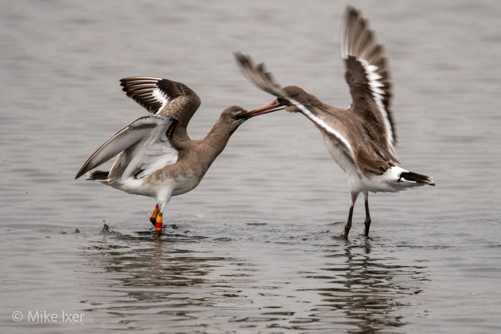 Black-Tailed Godwits fighting