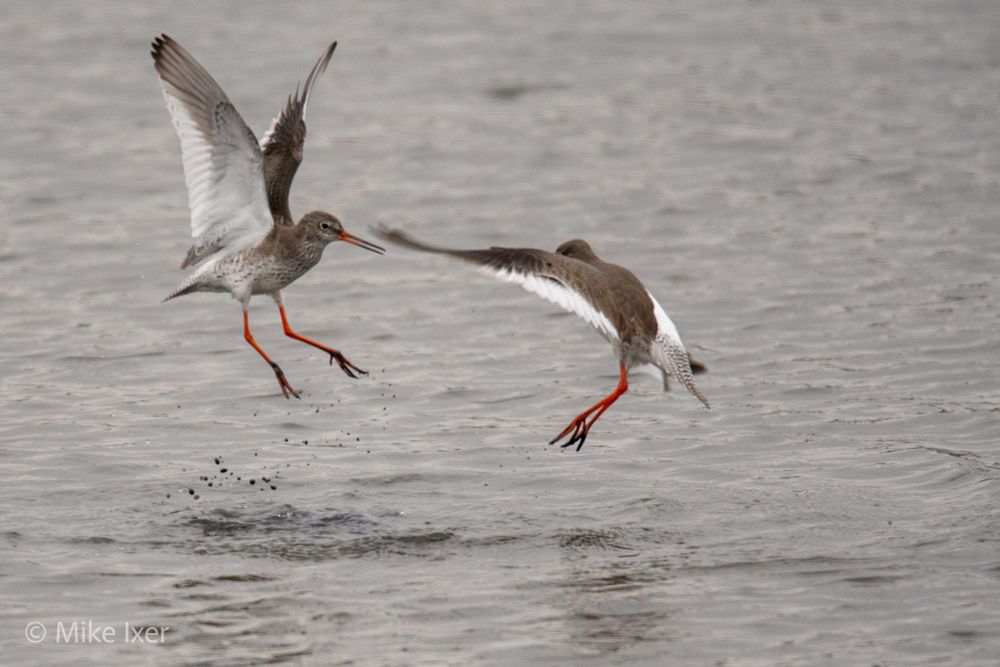 Redshanks aggressively flying towards each other.