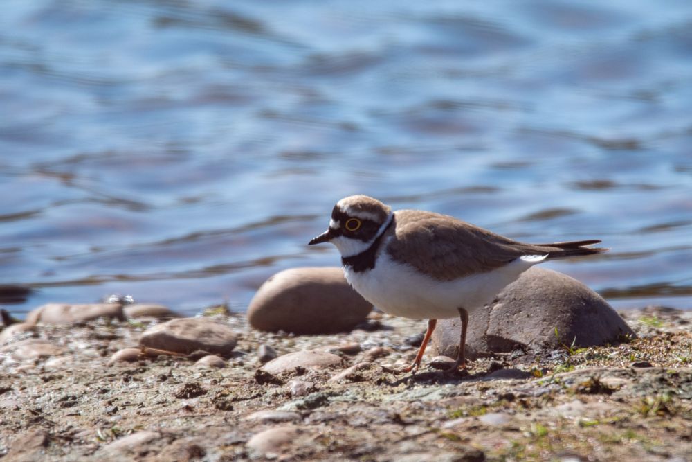 A little ringed plover on stoned ground surrounded by small rocks. 