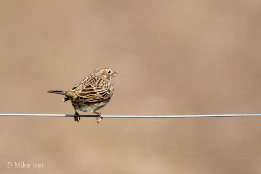 Corn bunting sat on a wire fence line.