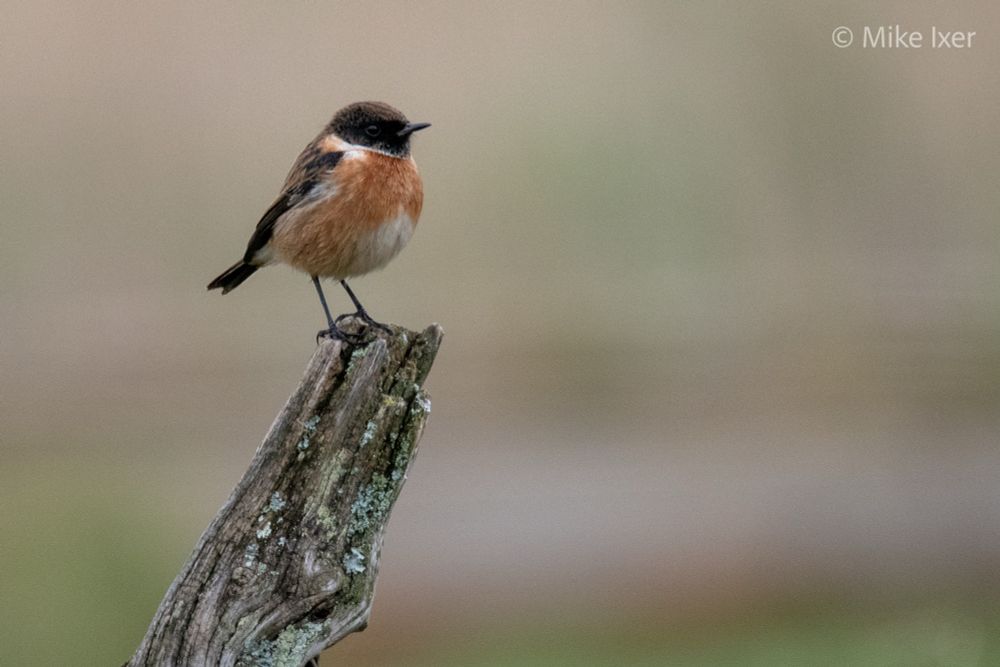 Male stonechat