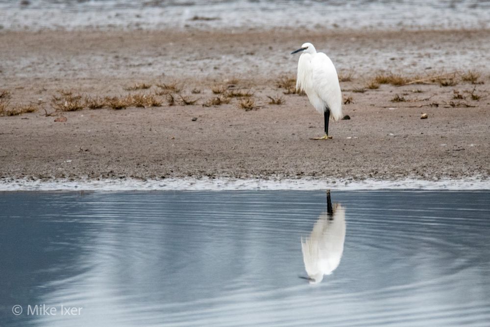 Little Egret with reflection