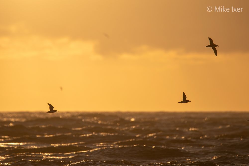 Silhouettes of Manx shearwaters over the water against a golden, sunset sky.