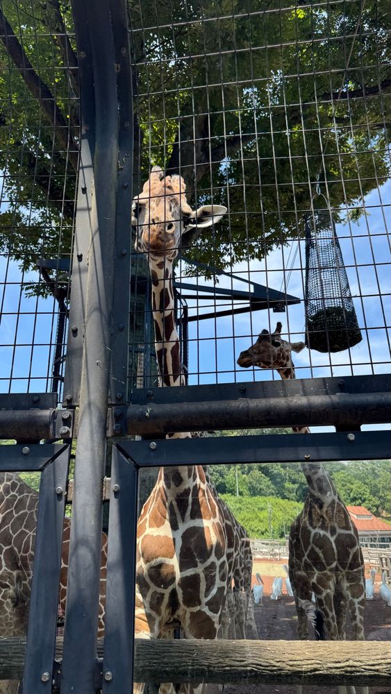 多摩動物公園のキリン