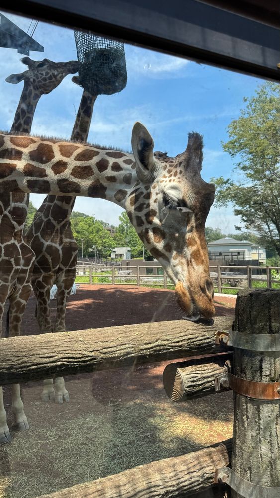 多摩動物公園のキリン