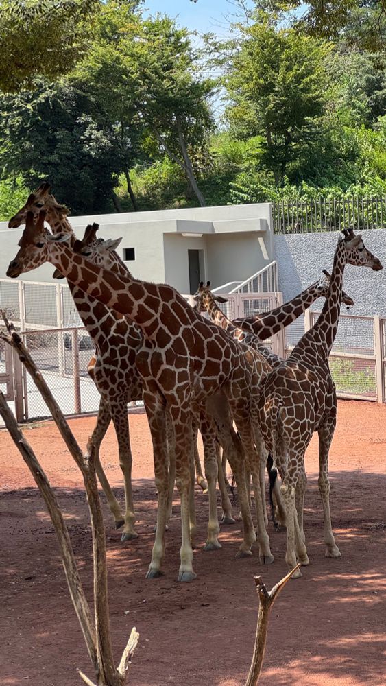 多摩動物公園のキリン