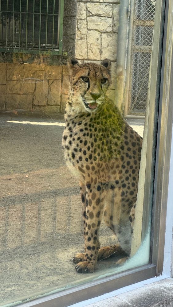 チーター