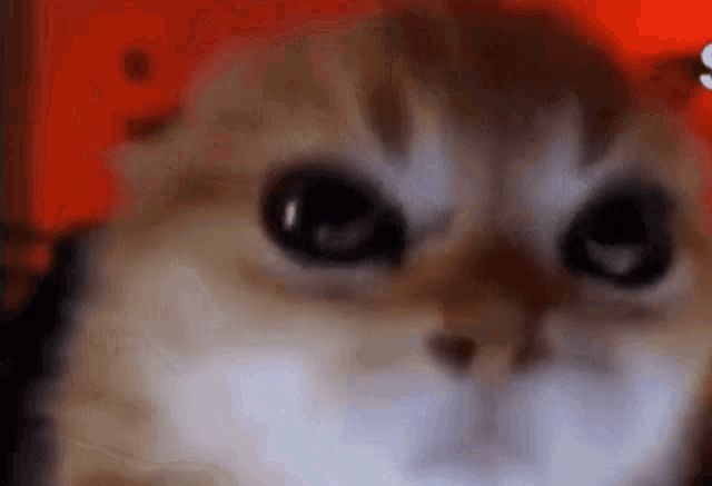 orange cat making an angry face