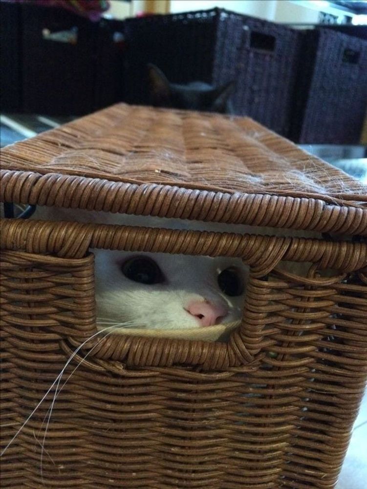 white cat in box shaped basket