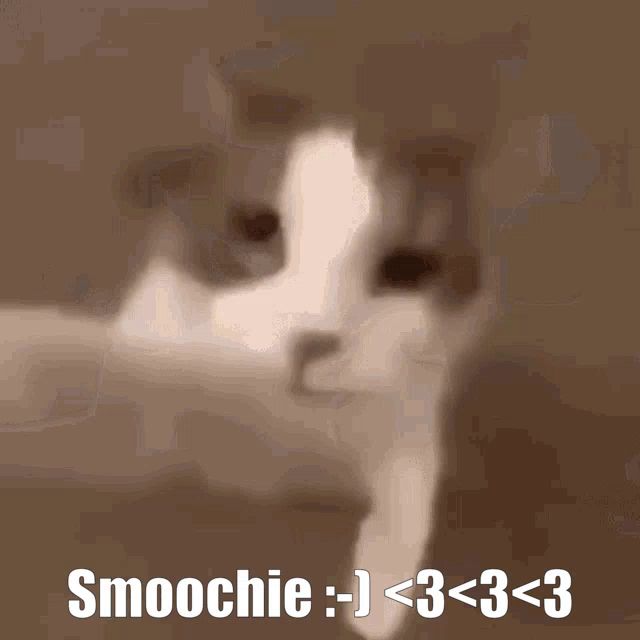 a picture of a cat with the words smoochie written on it