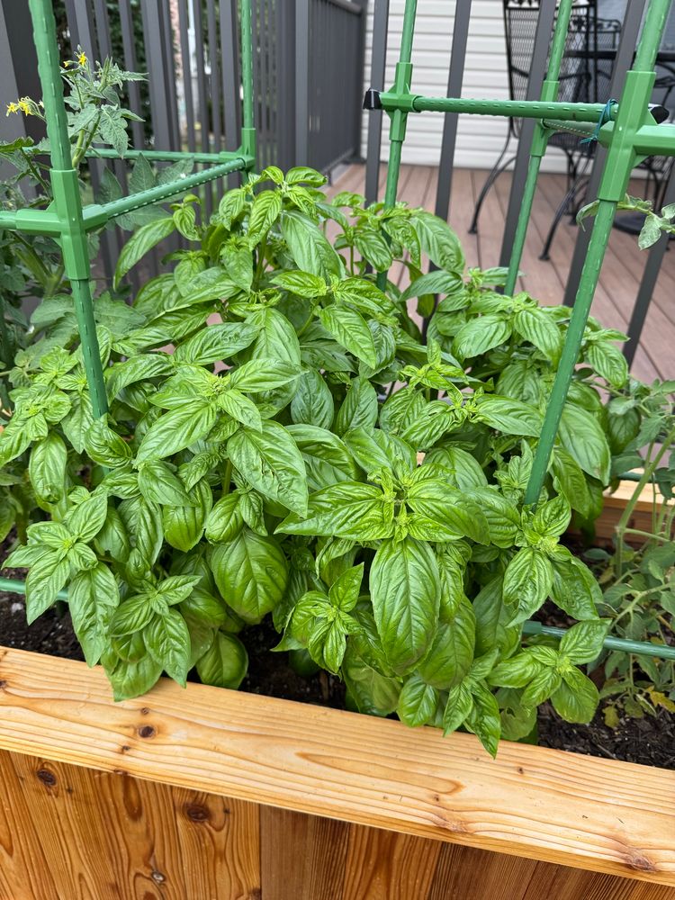 Basil plants in a cedar plant. They are very bushy and planted between tomato plants.
