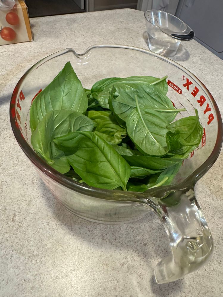 Large Pyrex measuring cup full of fresh basil leaves. 