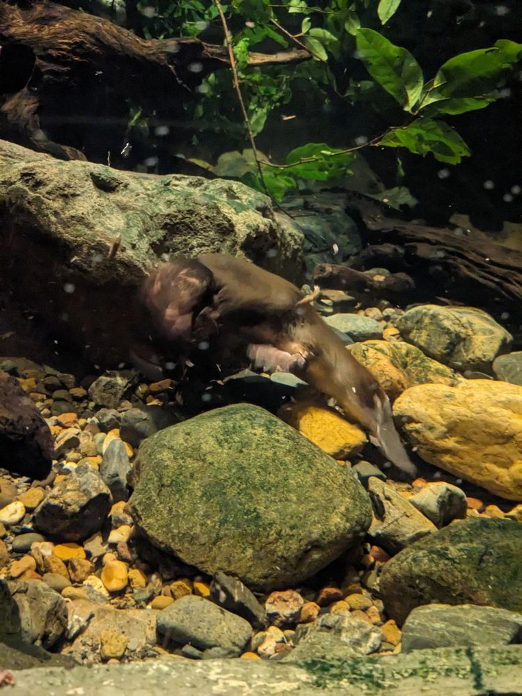 A Platypus swimming in a tank