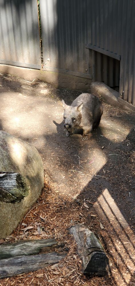 A WOMBAT. 