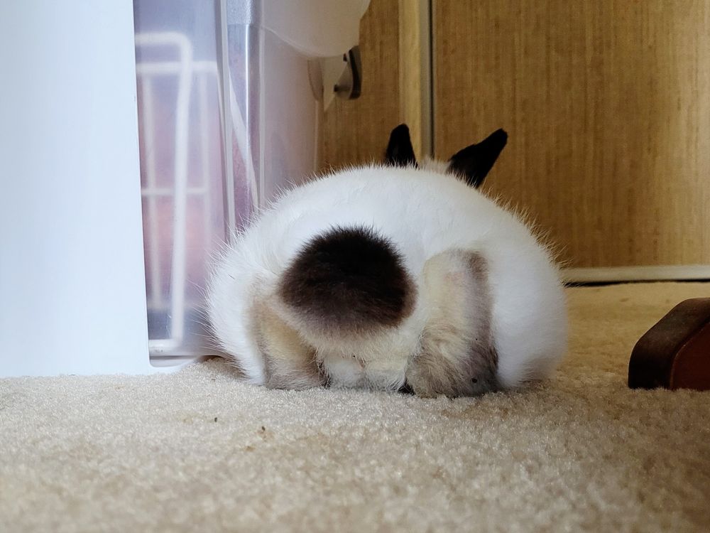 Snowbelle (Himalayan Dwarf bunny) with black tail, ears.  Showing her cute, floofy, blackpompom, and bottoms of her back feetsies for Friday.