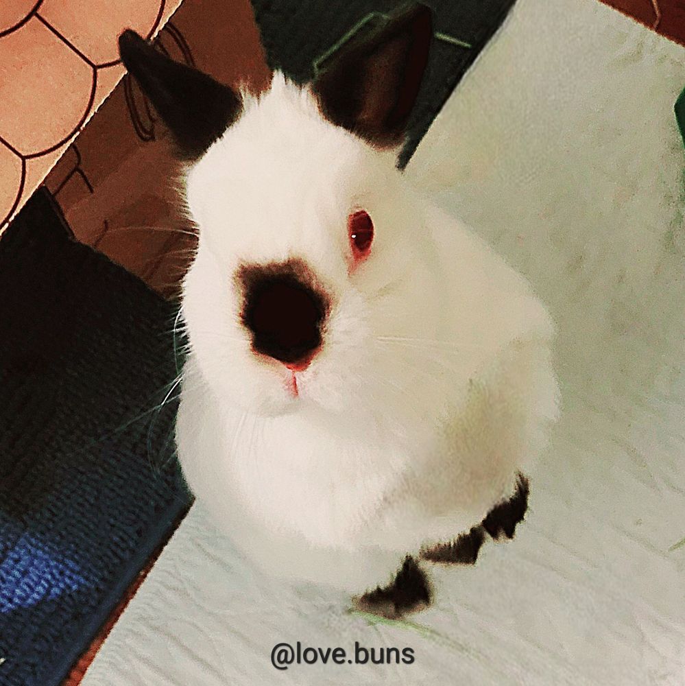 Snowbelle bunny (Himalayan Dwarf REW - white with black nose, ears and paws and ruby red eyes) standing.