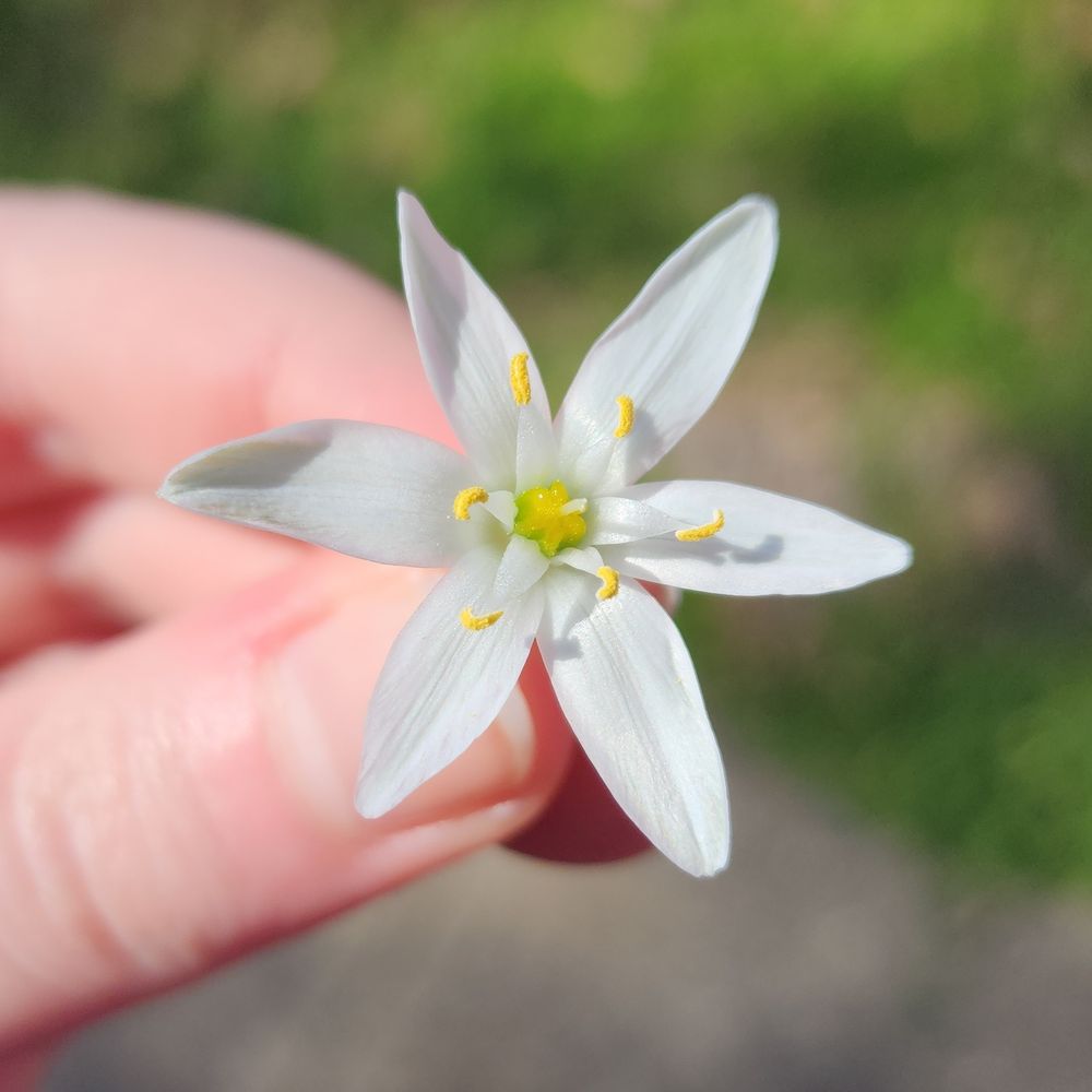 Possible Ornithogalum umbellatum found. It is a white and star-shaped flower with 5 yellow pollen tips In the middle.  