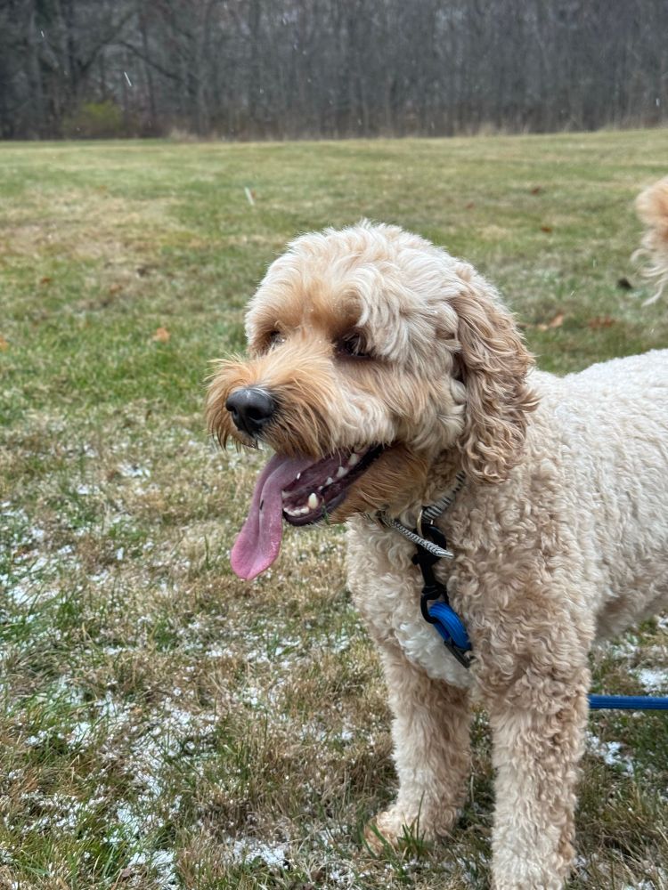 Trudy the Cavadoodle. A blonde dog standing in a green field with a little snow