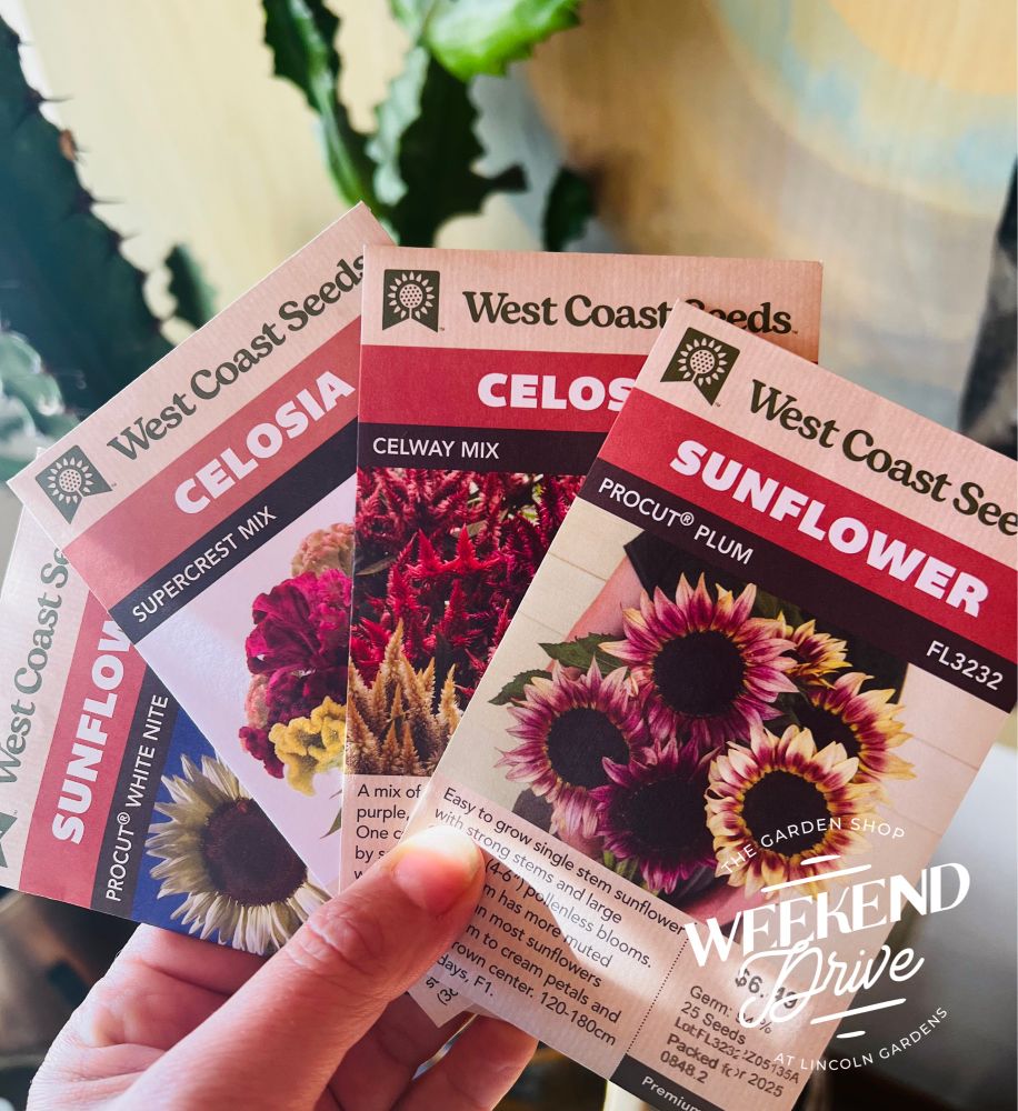 Seeds packets from West Coast Seeds held in from of a cactus. Varieties are sunflowers and celosia