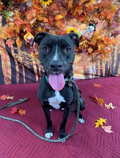 Adoption@hempsteadny.gov E: Rescue@hempsteadny.gov E: Foster@hempsteadny.gov T: 516.785.5220