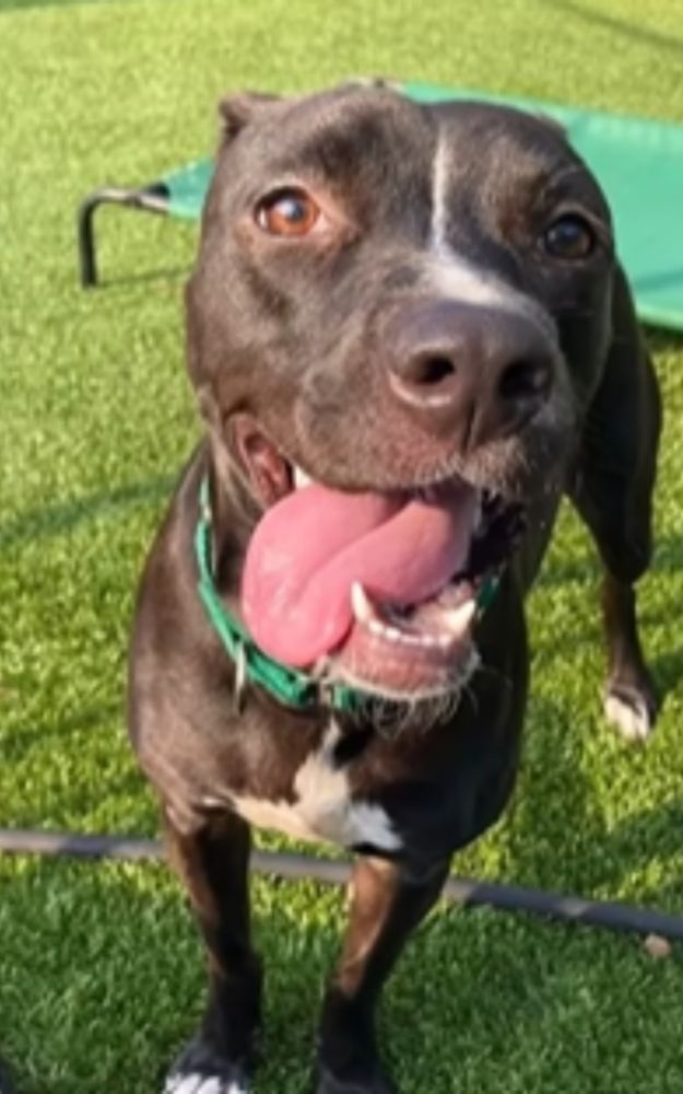 You can see how playful she is. Why hasn't anyone adopted her yet?? Please...open your heart and home and adopt MELIA!! Town of Hempstead Animal Shelter Website: https://hempsteadny.gov/animal-shelter Phone Number: (516) 785-5220 Address: 3320 Beltagh Avenue , Unit Wantagh, NY 11793