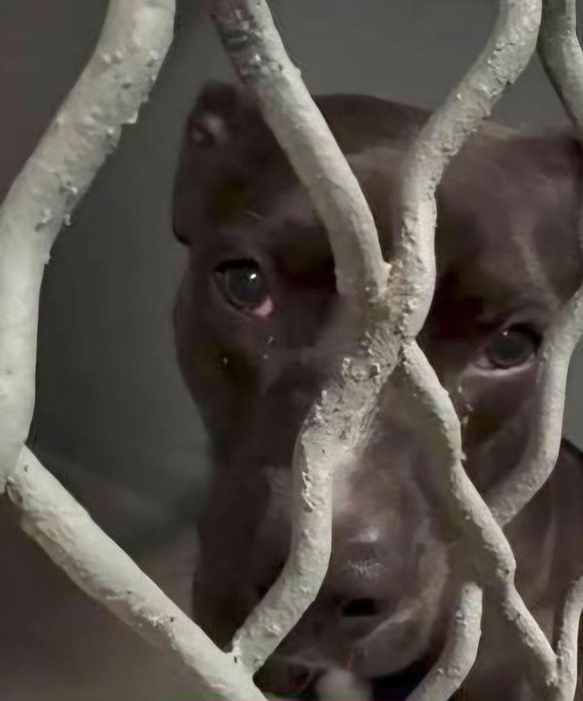 Adoption@hempsteadny.gov
E: Foster@hempsteadny.gov
E: Rescue@hempsteadny.gov
T. 516.785.5220
