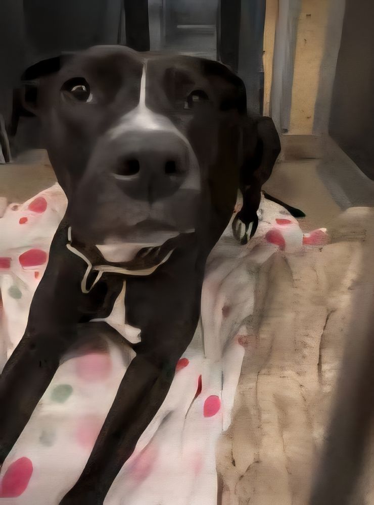 698 days!! The days keep adding up and still no interest. MELIA doesn't understand why. Many shares,many of her friends are getting adopted. When will it be her turn??? 
Adoption@hempsteadny.gov
E: Rescue@hempsteadny.gov
E: Foster@hempsteadny.gov
T: 516.785.5220
