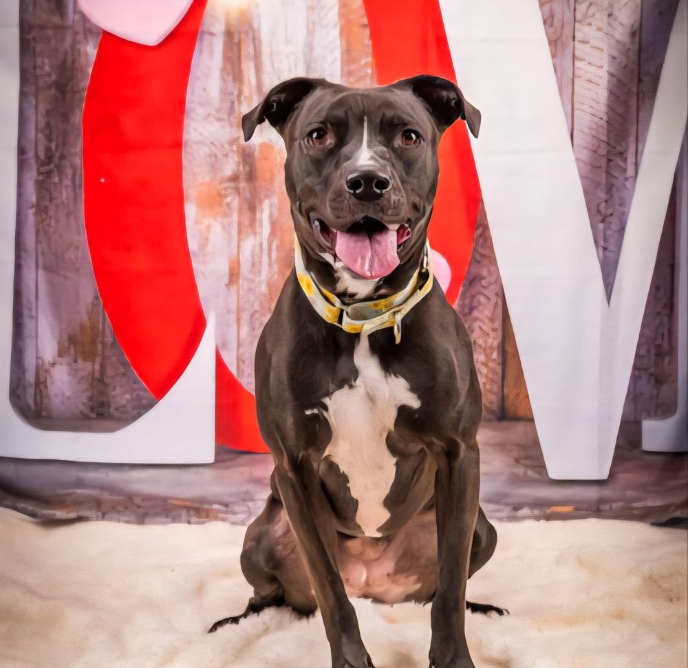 That smile!! Truly melts the heart. How is MELIA still at the shelter!? 677 days!! July is almost ending let's find her a home!! Please 🥺🙏