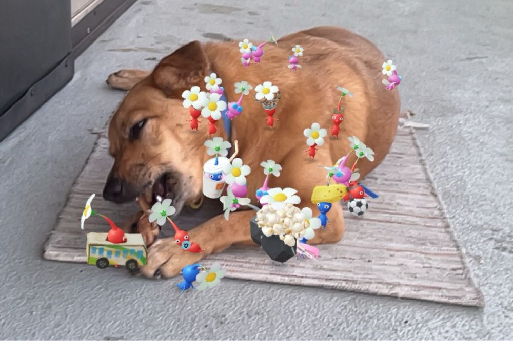 My dog Chio eating Pikmin (superimposed by augmented reality)