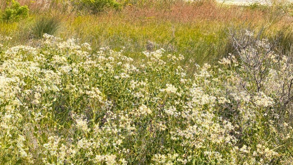 Field of colorful earth tone ornamental grasses and white  blooming perennials on a sand dune on the beach.