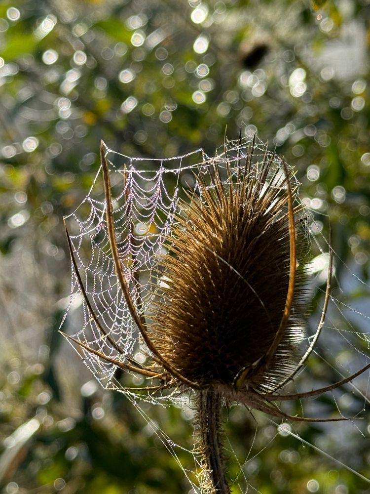 A thistle with a spider web